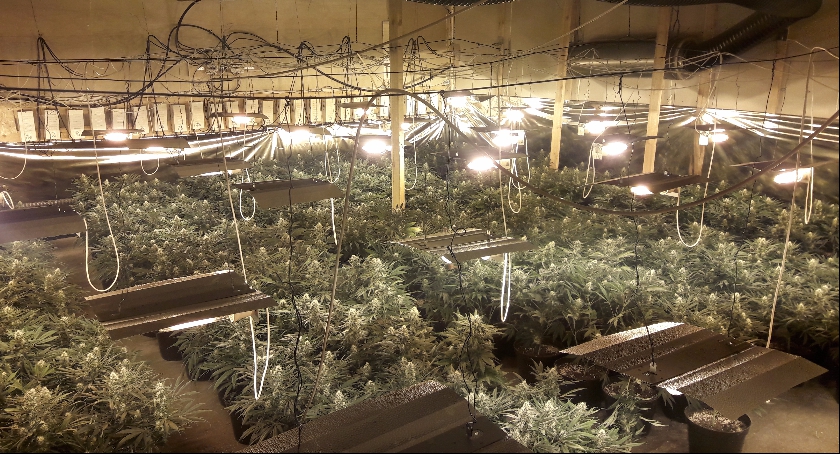 Zdjęcie przedstawia plantację zabezpieczoną przez skierniewickich funkcjonariuszy.